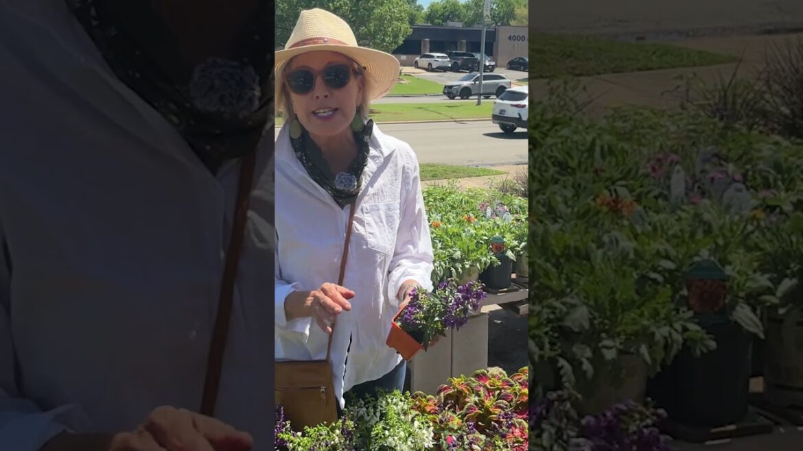 Angelonia (Summer Snap Dragon): My Top 10 Annuals #garden #plantssparkjoy #gardendesign #flowers