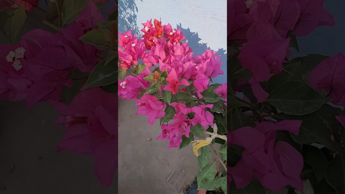 accha huaa 😪😪#shorts #trending #nehakirasoi @Neha.dp1 #youtubeshorts #viralvideo #garden #plants