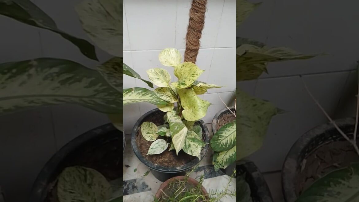 My Beautiful Plants#plants #plantslover #ytshorts #youtubeshorts #viralvideos