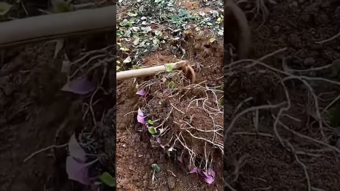 Foraging Wild Vegetables