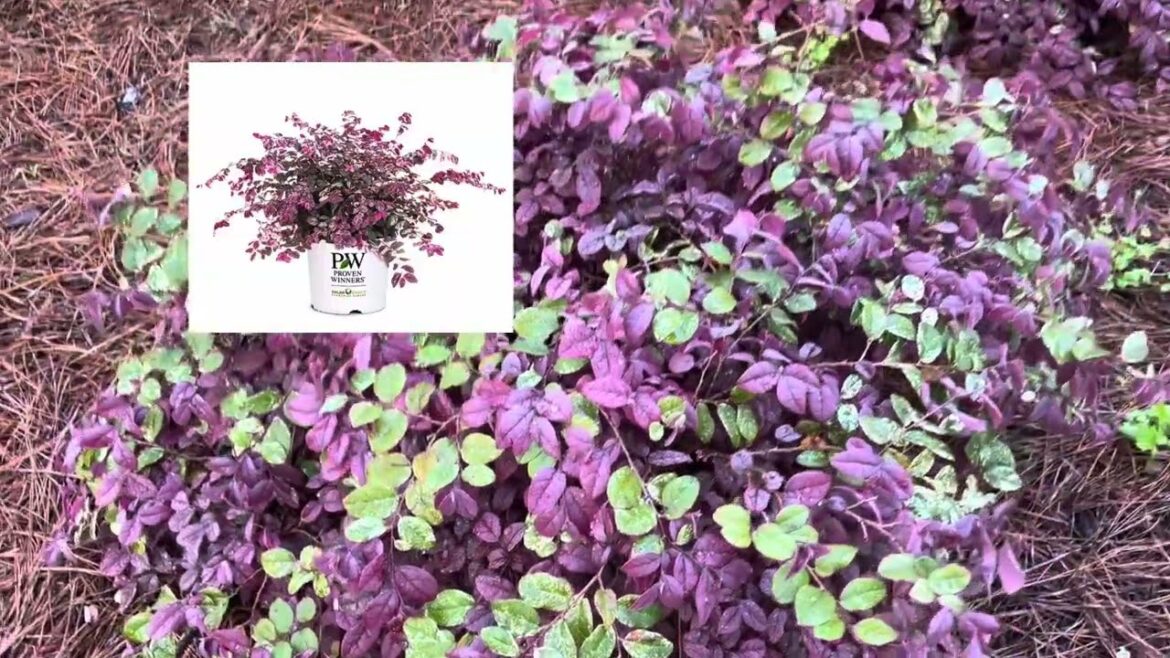 Look At My Spring Garden!! //New Landscape//My Southern Garden Look At My Spring Garden!! //New Landscape//My Southern Garden