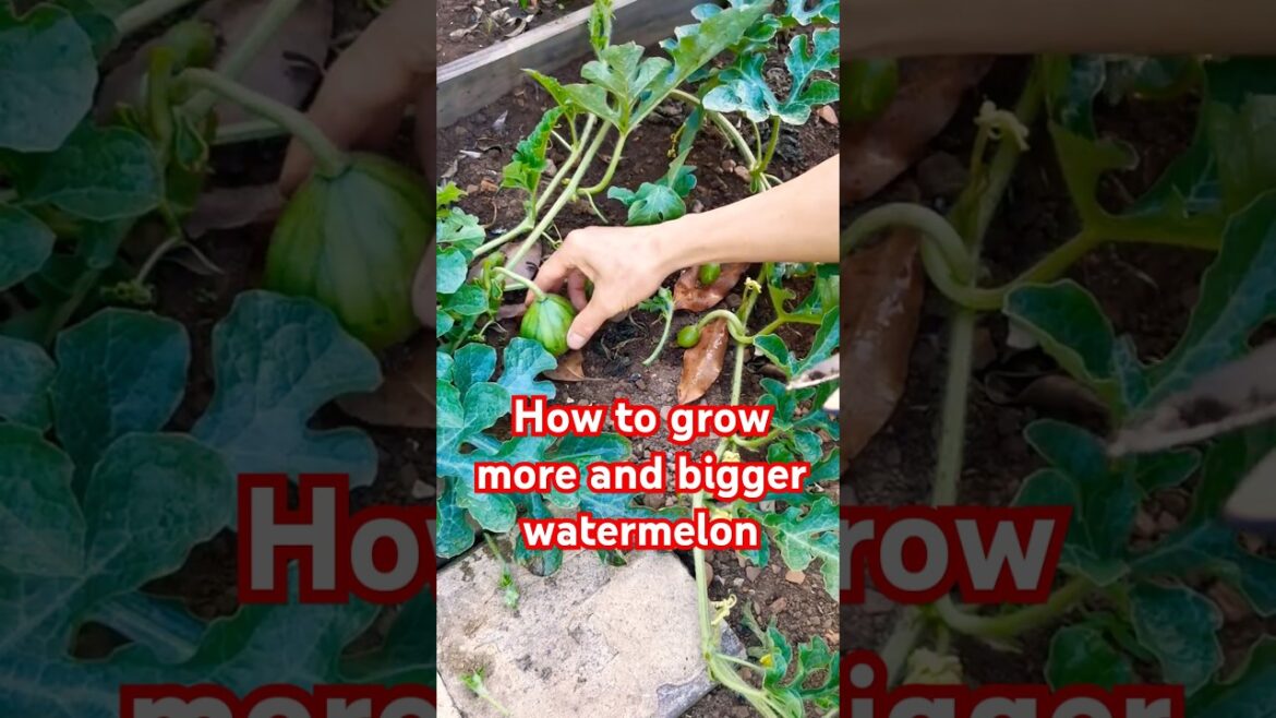 Garden tips 23 - How to get more and bigger watermelons #watermelon #vegetablegarden #gardentips