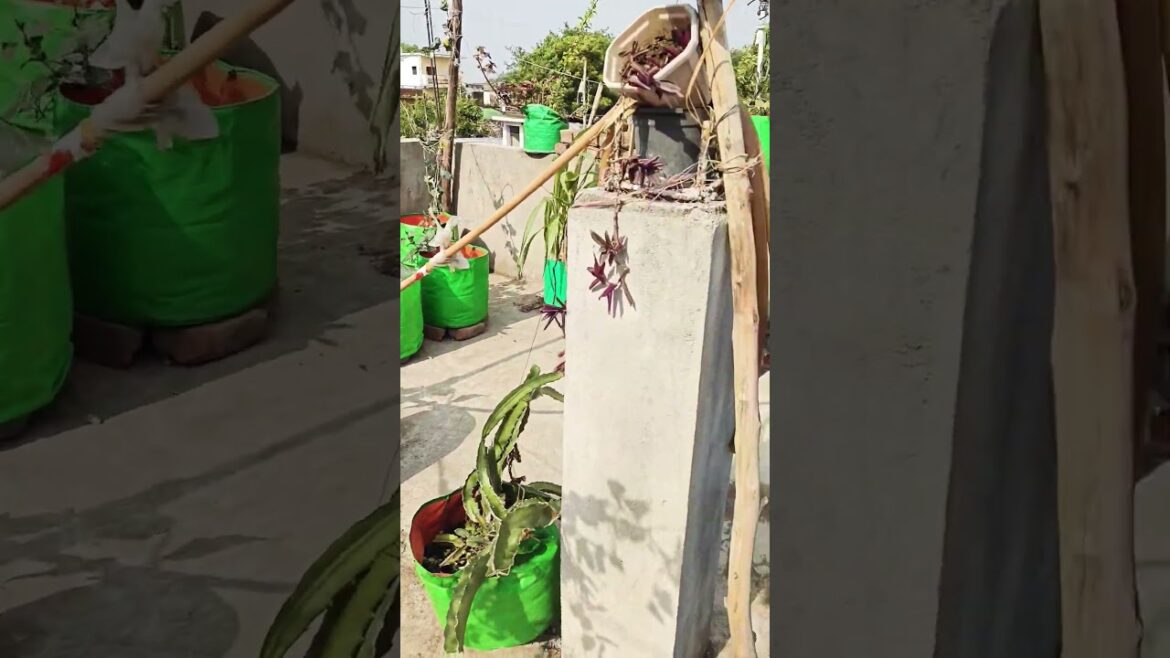 MERI CHOTI SI BAGIYA KA VIEW #garden #motivation #gardening #trending #shorts #🌿🌱💐