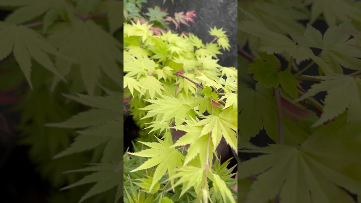 Acer shirasawanum 'Jordan' Golden Full Moon Japanese Maple #japanesemaple #garden #maples #container