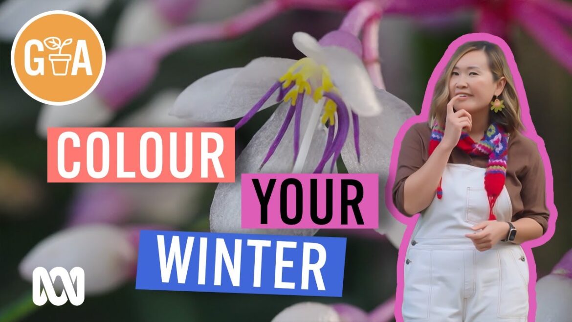 How to Colour Your Garden in Winter | Garden Design & Inspiration | Gardening Australia