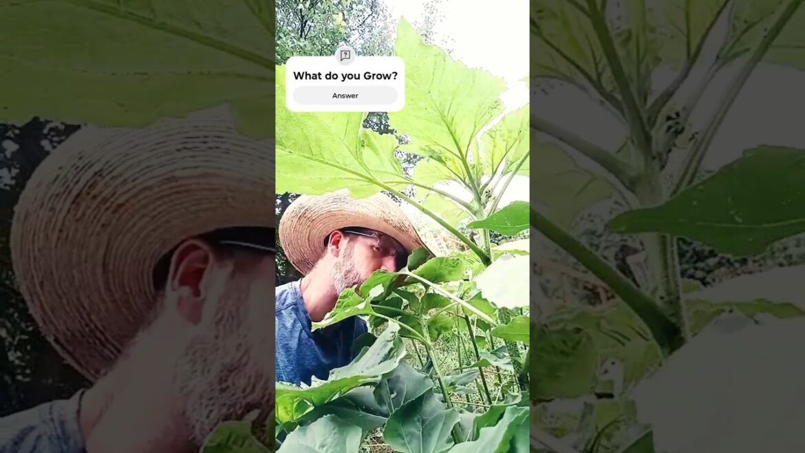 Run it up: Garden Life