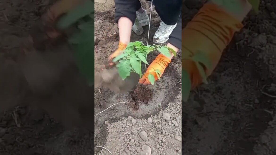 Tomato planting tips tomato growing #shorts #plantingtips