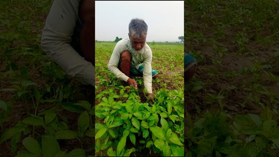 Hand Weeding + Thinning = Healthy Jute Plants 🌾💪 #shorts Hand Weeding + Thinning = Healthy Jute Plants 🌾💪 #shorts