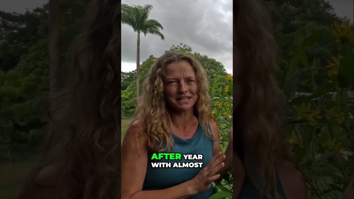 The Perennial Plant That Grows Itself – Jerusalem Artichokes! #jerusalemartichoke  #edibleplants