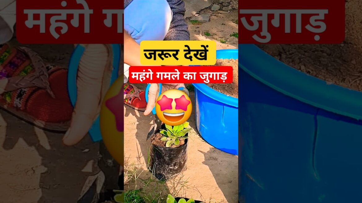 Tips to Use Smart Container 🤩🪴#shortsfeed #garden #plants #gardeningideas #ytshorts