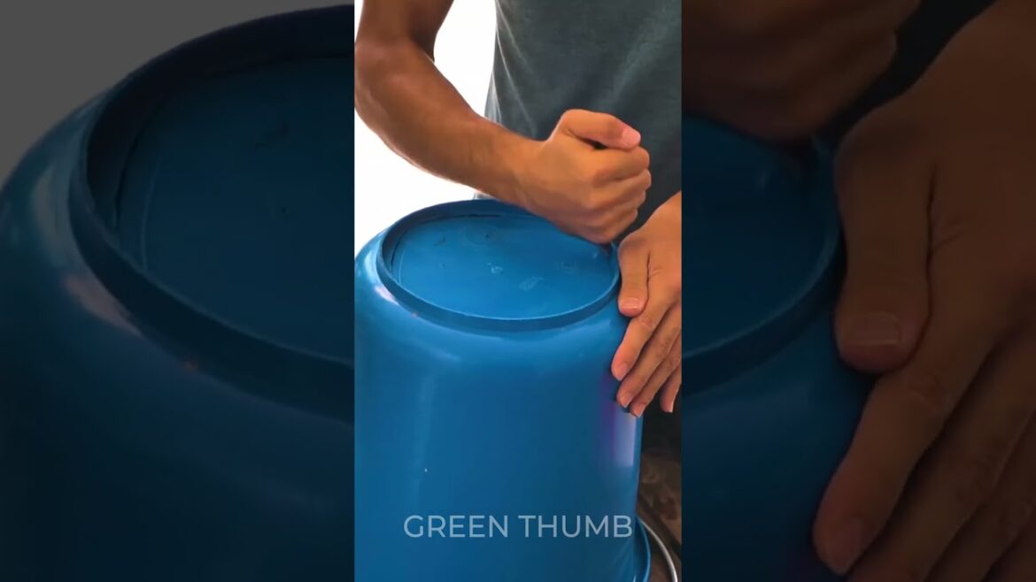 Amazing hacks to level up your dream garden routine! Amazing hacks to level up your dream garden routine!