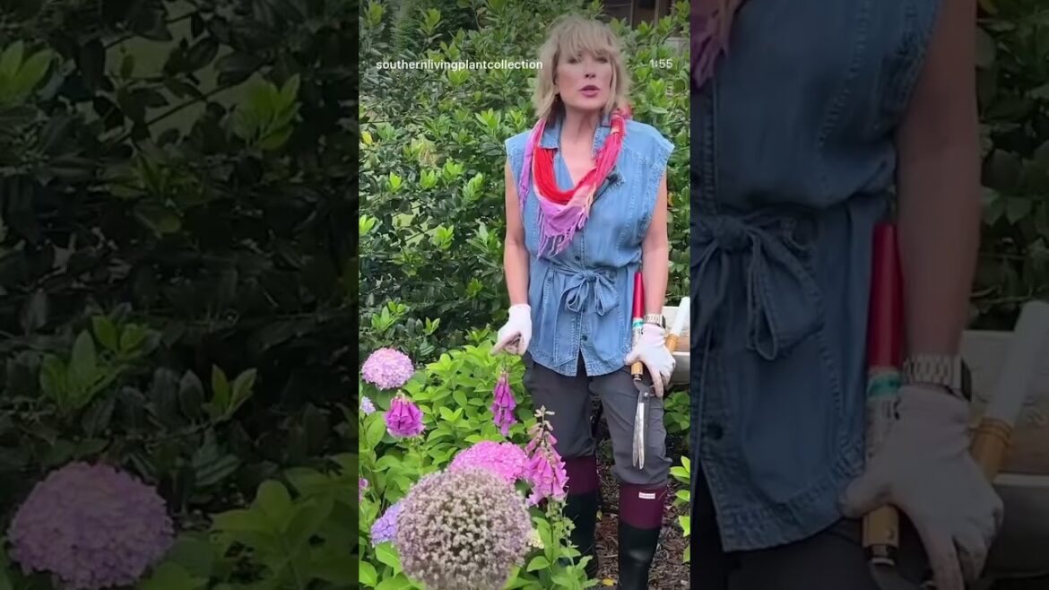 Only plant this type of hydrangea #garden #gardendelight #gardendesign #plants Only plant this type of hydrangea #garden #gardendelight #gardendesign #plants