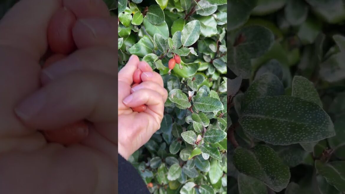 Myrtle Plant in Albania | Wild Edible Berries & Traditional Uses