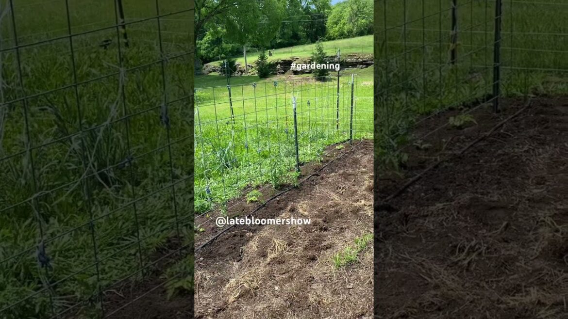Can you tell where I weeded? #tennessee #garden