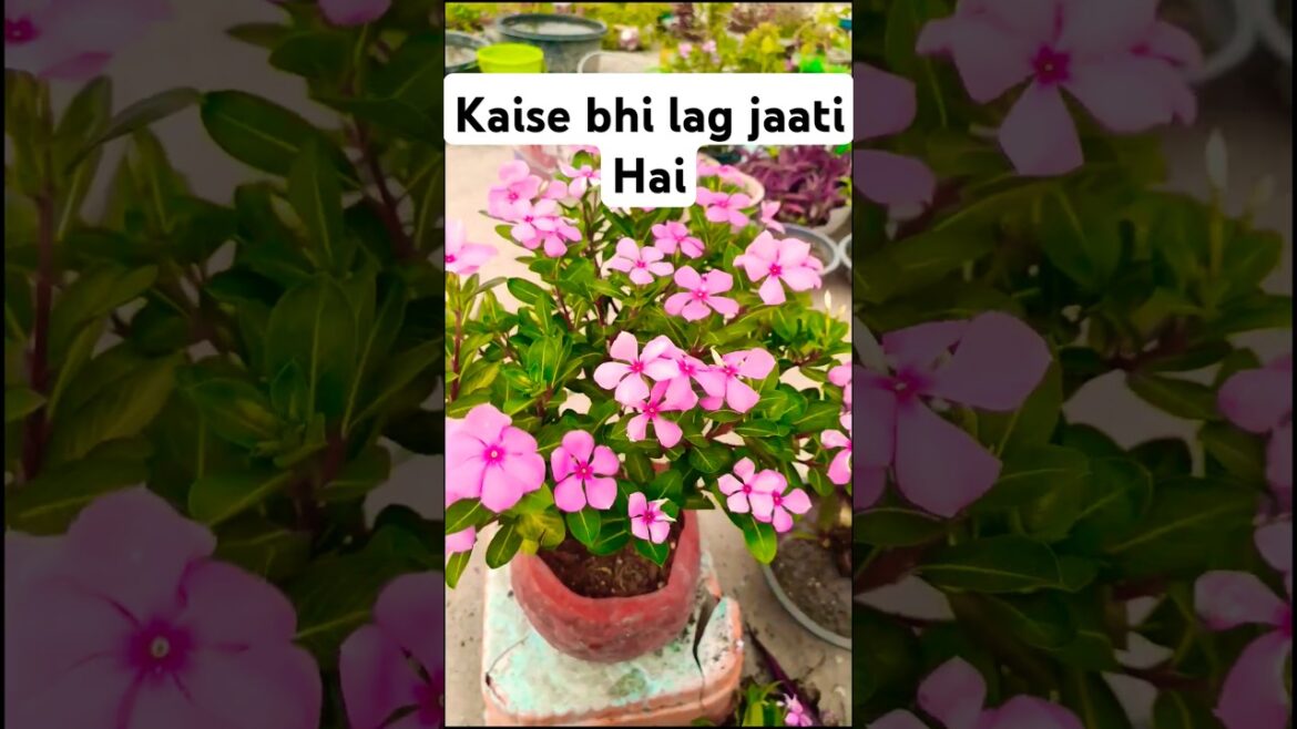 👍🏻🙏🏻👍🏻🙏🏻👍🏻🙏🏻🌹❤️🌹❤️ #flowers#garden #terracegardenindia#plants #gardening#viralvideo #terracegarden