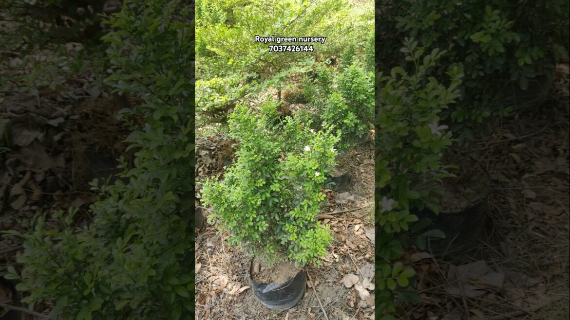 (Dwarff muraiya) available ||@Rgnursery || wholesale nursery || #plants #nursery #supply