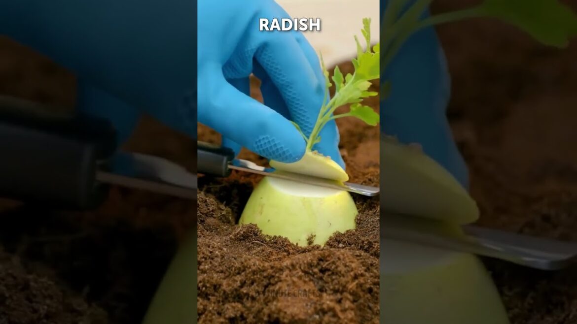 Useful gardening hacks for plant lovers! Useful gardening hacks for plant lovers!