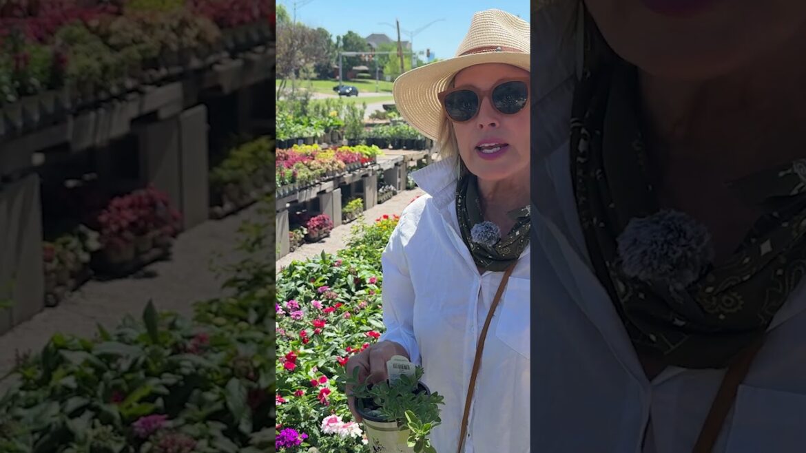 Blue Daze: My Top 10 Annuals #garden #gardendelight #gardendesign #plants #annuals Blue Daze: My Top 10 Annuals #garden #gardendelight #gardendesign #plants #annuals