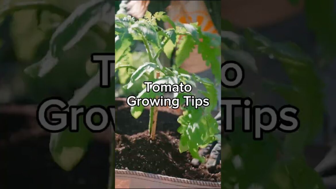 Tomato Planting Tips Tomato Planting Tips