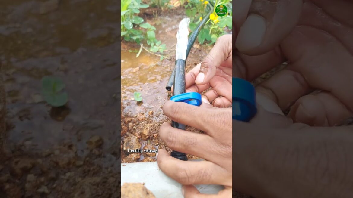 💥Drip irrigation tips!👌🏻 #irrigationsystem #farmingideas #drip #farming