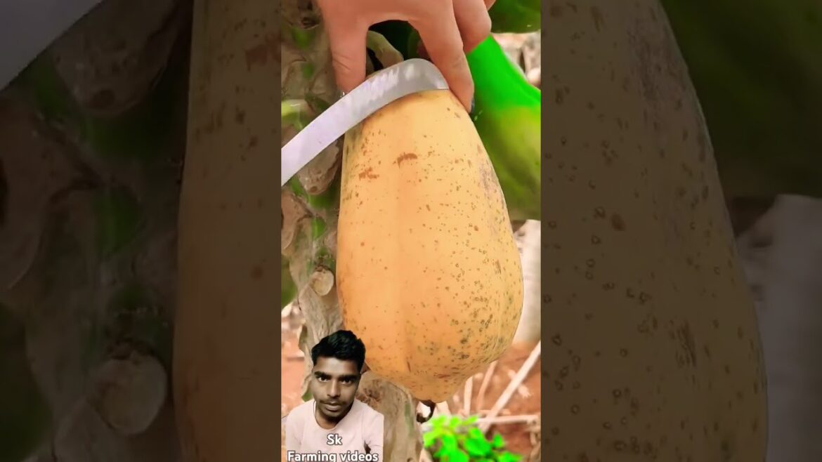 #beautiful #trending #fruit #harvesting #video #trending #fruits #cutting video #gardening video #beautiful #trending #fruit #harvesting #video #trending #fruits #cutting video #gardening video