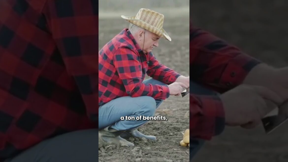 The Technique of Hilling #gardeningtips #homegardening #vegetablegardening #growyourown The Technique of Hilling #gardeningtips #homegardening #vegetablegardening #growyourown