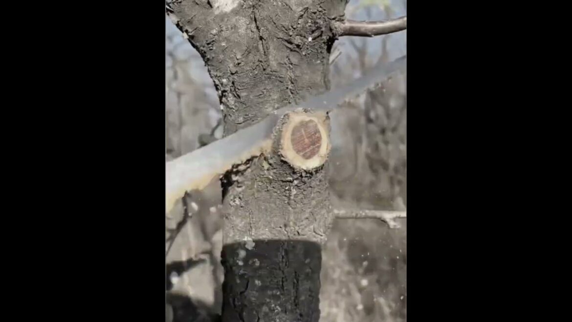 Best Garden Tools I Always Use (Non Powered)#gardentools #garden