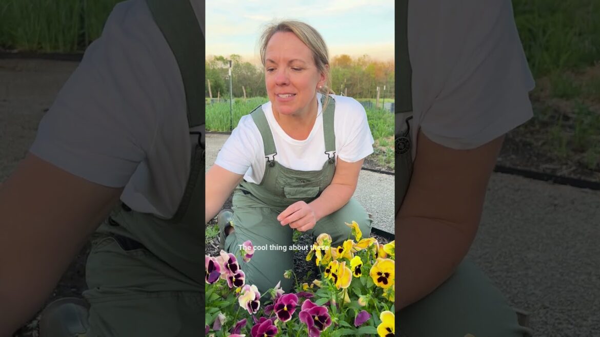 Grow your own edible flowers 🌸 #pansy #pansies #edibleflowers