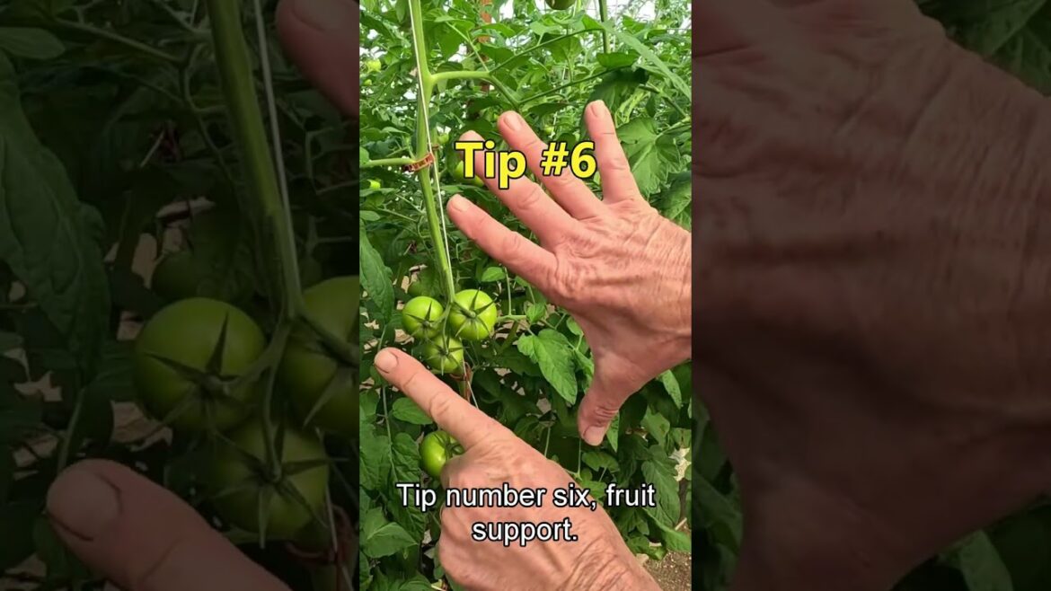 7 Expert Tips to Grow Incredible Tomatoes 🍅 #TomatoTips #Shorts 7 Expert Tips to Grow Incredible Tomatoes 🍅 #TomatoTips #Shorts