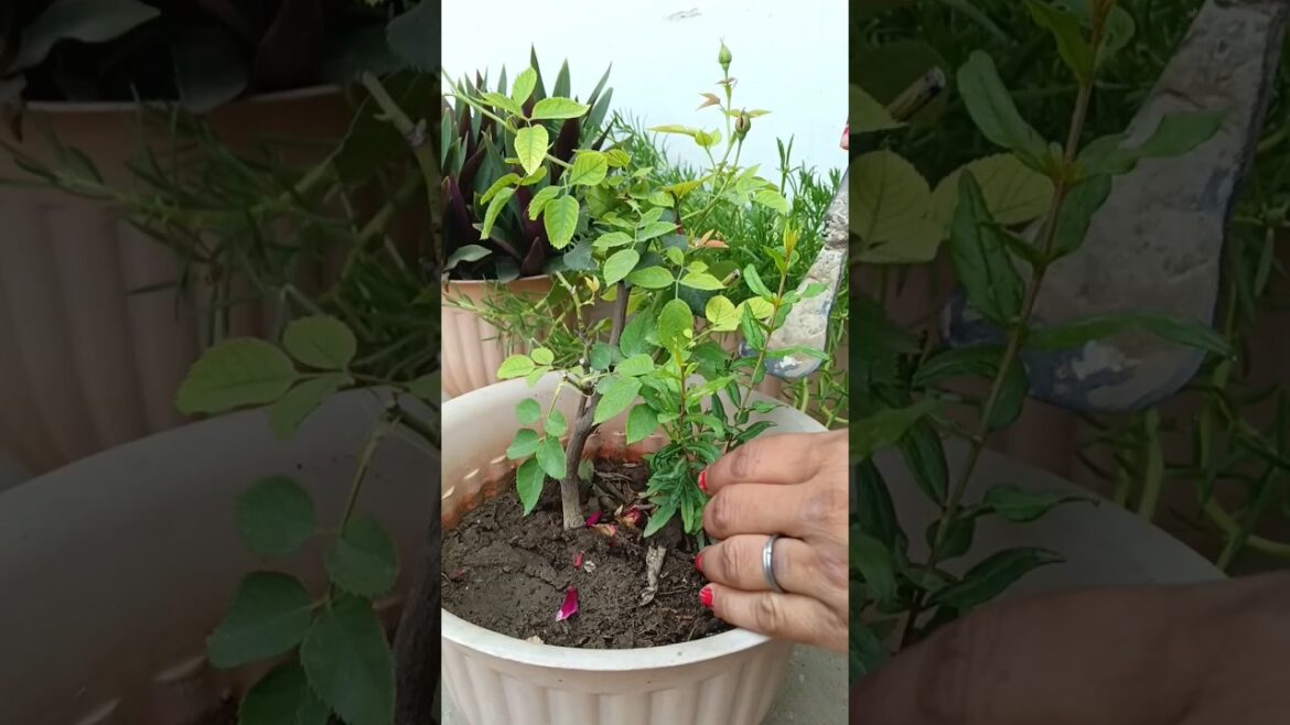 aj mere garden me Mila anar ka paudha🥳 #shorts #garden #gardening #plants #trending #shortsfeed aj mere garden me Mila anar ka paudha🥳 #shorts #garden #gardening #plants #trending #shortsfeed