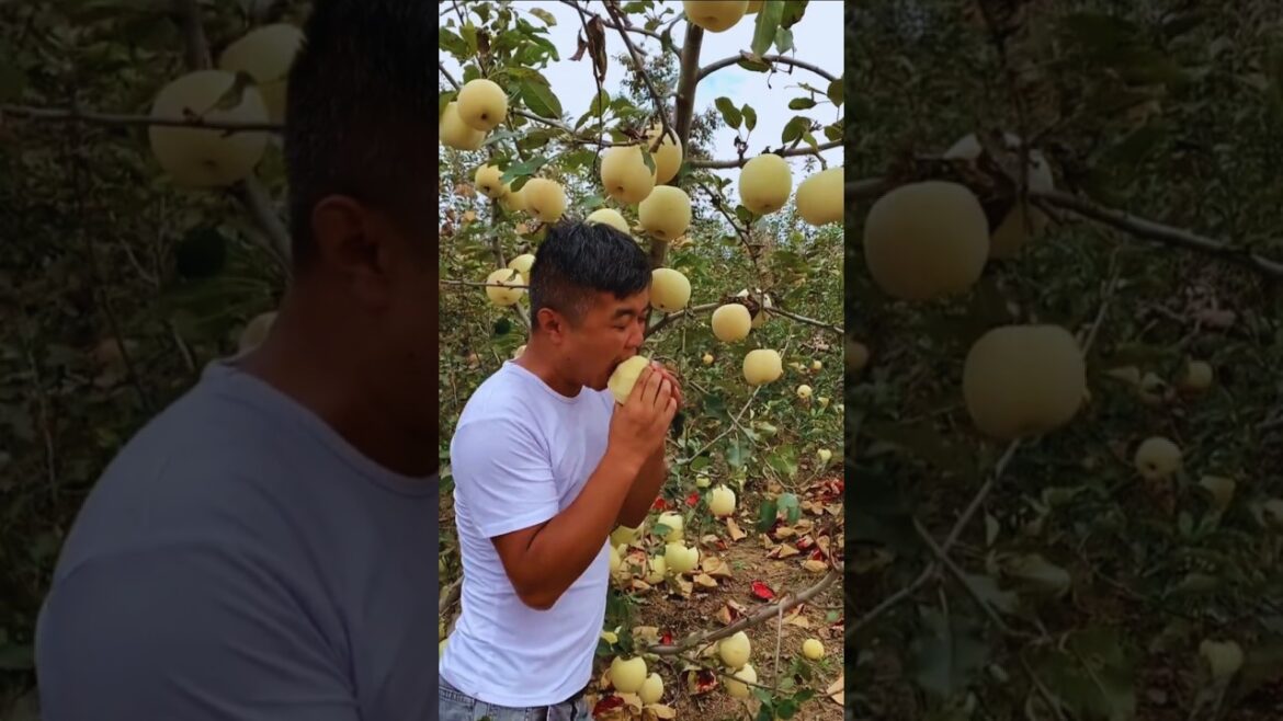 Most beautiful fruit picking in a peaceful garden 🍏🍈🍊🍑 #shorts #fruit #nature