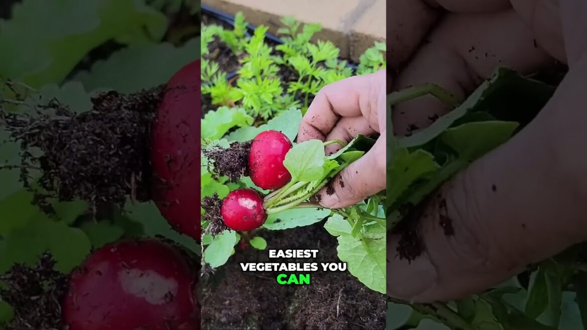 California Gardening: How to Grow & Harvest 30-Day Red Radishes β Fast & Easy Veggie! π±π₯ How to Grow & Harvest 30-Day Red Radishes β Fast & Easy Veggie! π±π₯