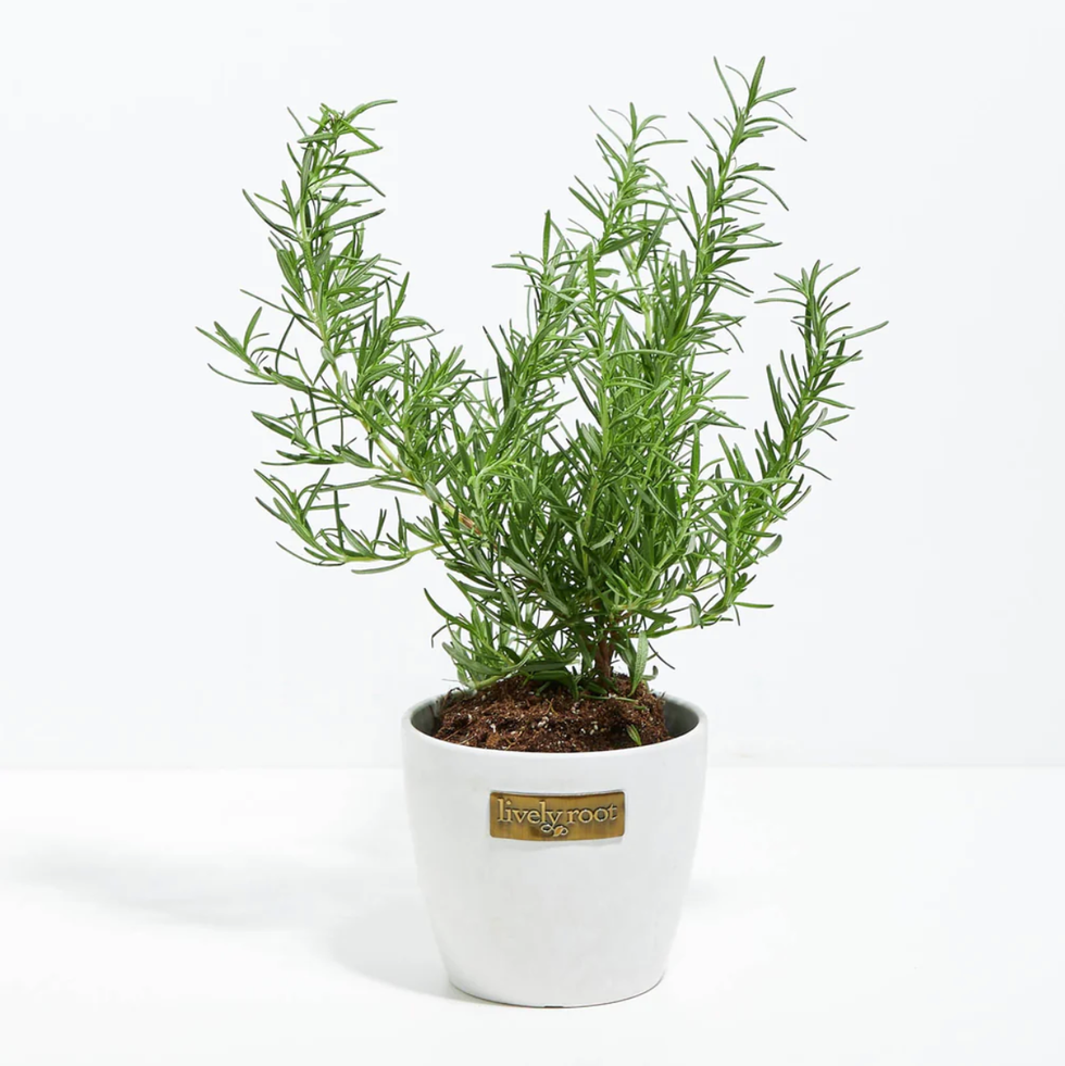 Tuscan Blue Rosemary