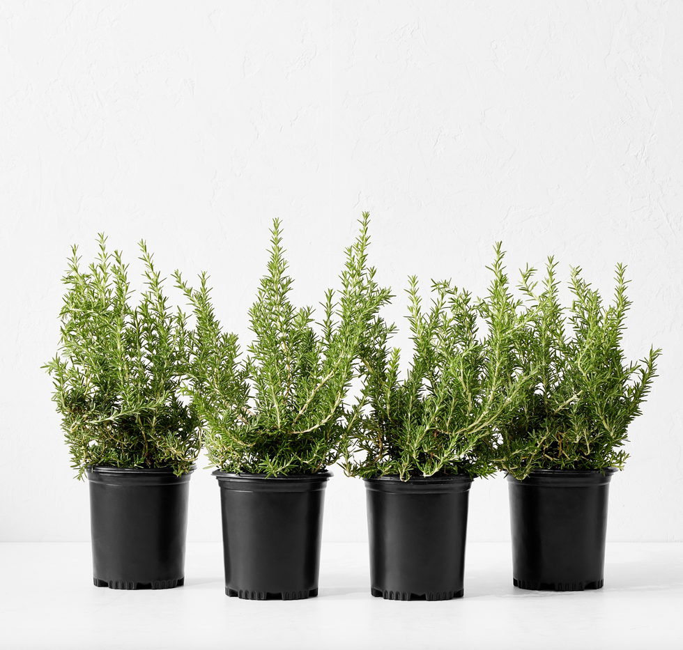 Rosemary Shrub, 12", Set of 4