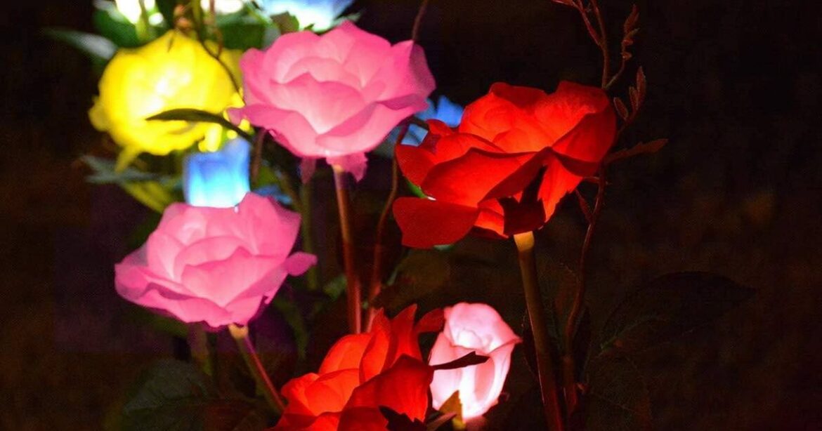 Light-up garden roses ‘dazzle’ neighbours with ‘truly beautiful’ night-time glow Ipso logo