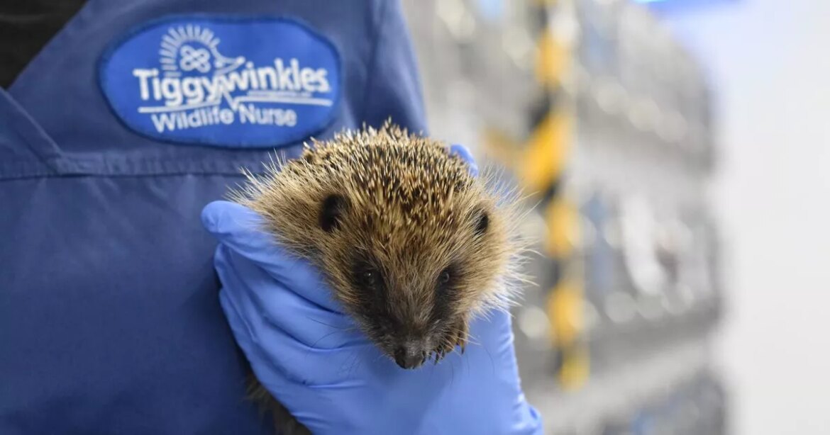 Gardeners urged to cut a small hole in the bottom of fence immediately Ipso logo