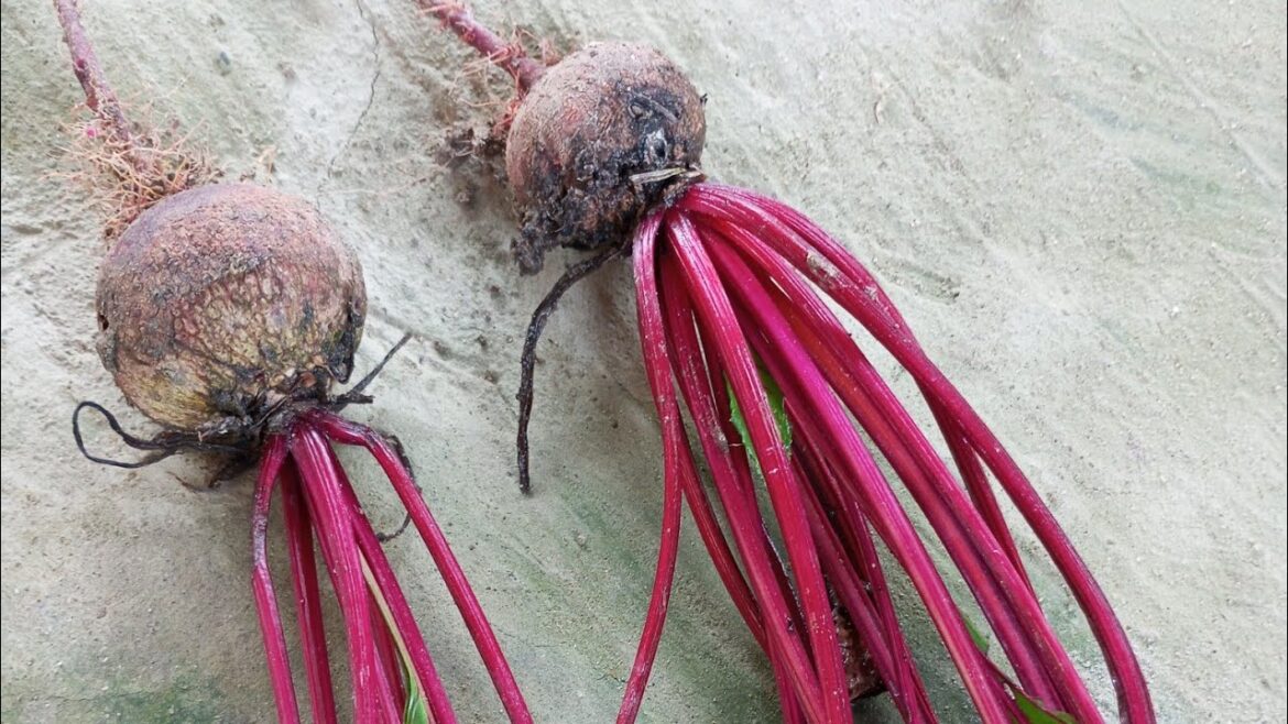 Beetroot harvest. Container gardening. Kitchen garden #nature #gardening #beetroot