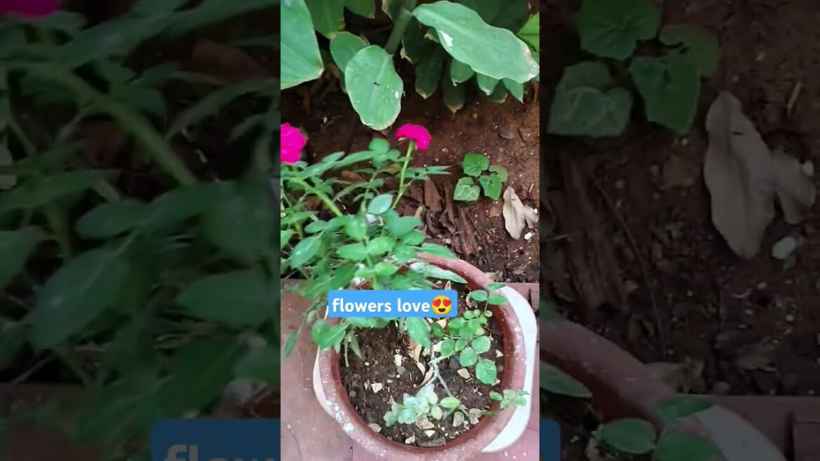 #rose #flowers #mayflowers #vlogs #shorts #ytshorts #viralvideo #amaryllis lily #homegarden#roses#yt