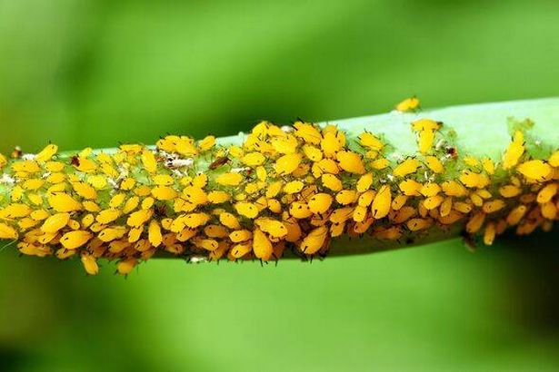 Aphids on a plant branch