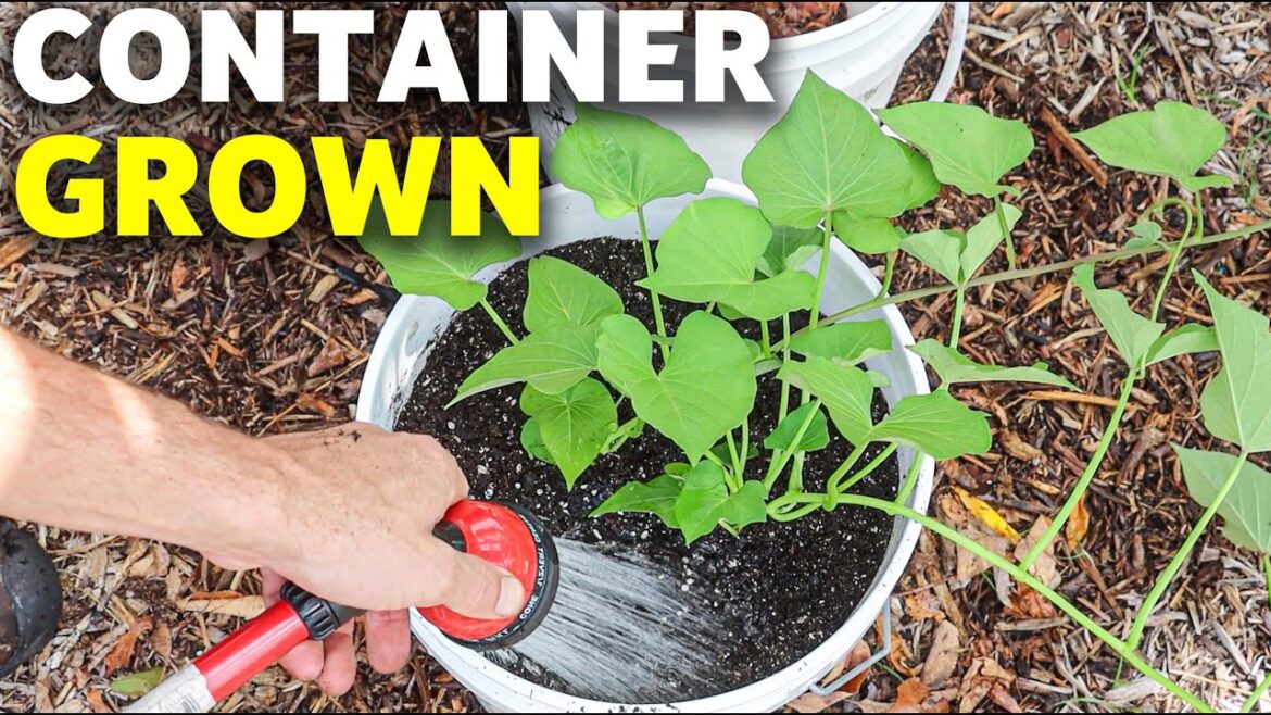 How to Grow SWEET POTATOES in CONTAINERS, Cheap and Easy Patio Gardening