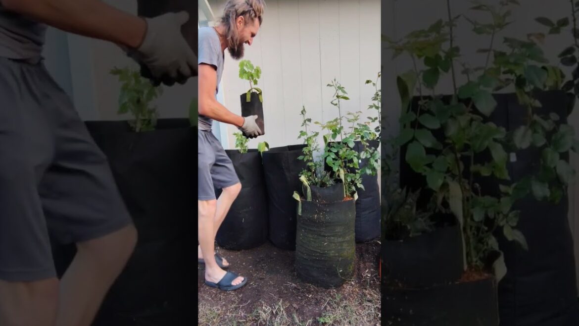 Front Yard Urban Garden Spring Landscape Clean Up. #motivation #inspiration #Spring #garden Front Yard Urban Garden Spring Landscape Clean Up. #motivation #inspiration #Spring #garden