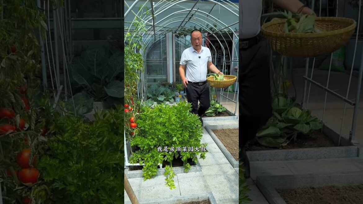 I cut half of the cabbage from the garden🥬 #shots #youtubeshorts