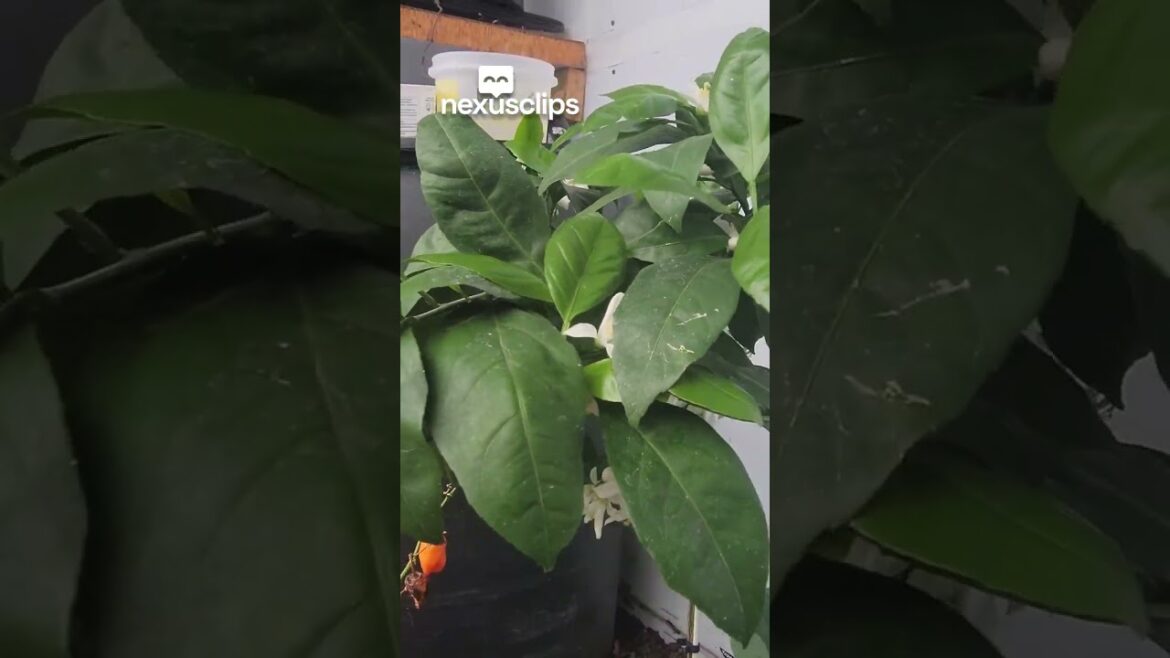 Year-Round Solar Greenhouse Year-Round Solar Greenhouse