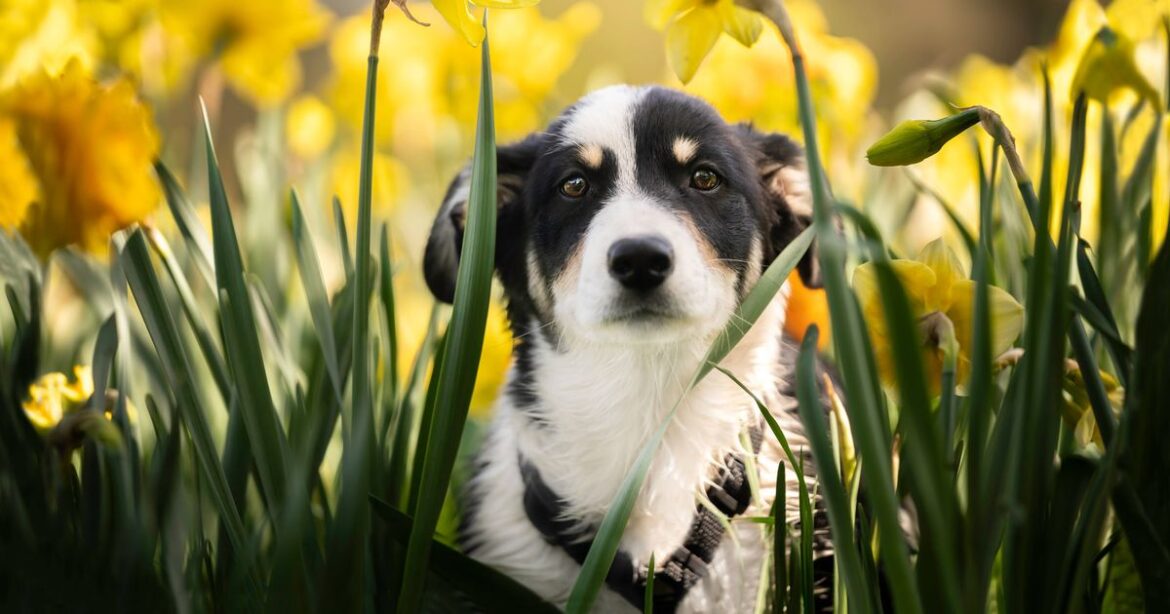 Gardeners with dogs urged to avoid 14 ‘poisonous’ plants – including popular choice Ipso logo