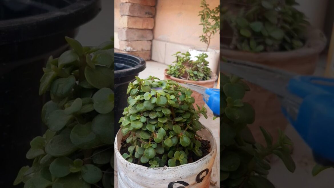 jade lucky plant🌱beautiful😍#plants #gardening #youtubeshorts #ytshorts