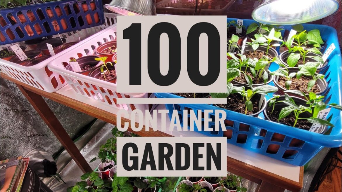 Growing Seedlings For 100 Container Garden Complete Guide For Beginners Part II Growing Seedlings For 100 Container Garden Complete Guide For Beginners Part II