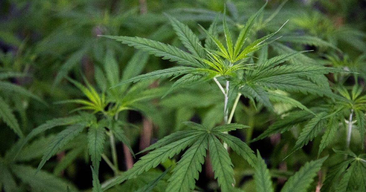 Police found cannabis gardener hiding in loft of Wishaw house Ipso logo