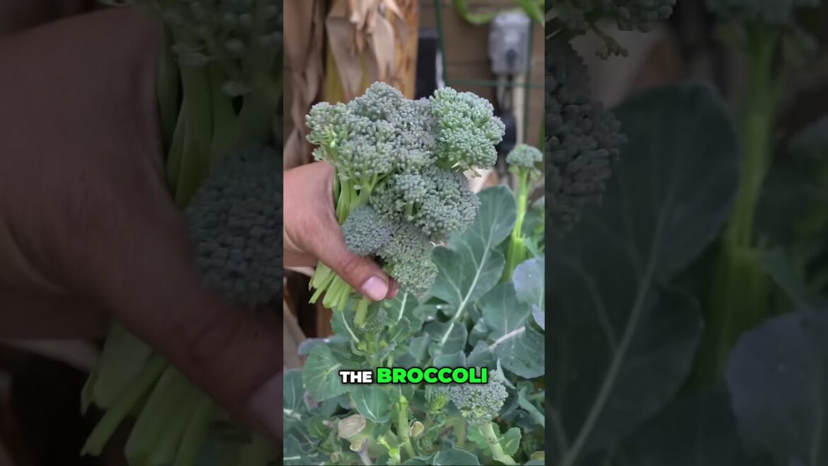 How to Grow & Harvest Broccoli All Season Long 🌿 | Side Florets Trick!