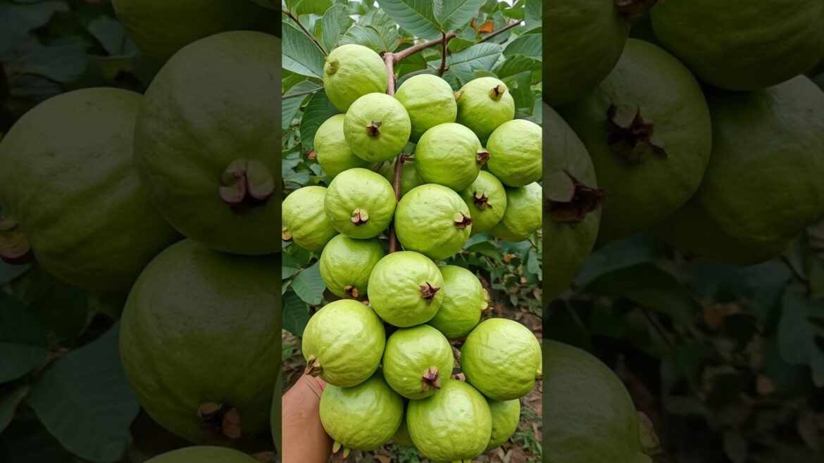 Best Way to Grow Guava in Containers | Home Gardening Tips Best Way to Grow Guava in Containers | Home Gardening Tips