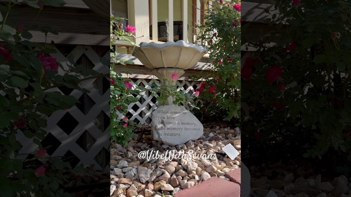 LOVE | ROSES | BIRDS #roses #gardening #birdbaths #birds #birdschirping #love #viralshorts LOVE | ROSES | BIRDS #roses #gardening #birdbaths #birds #birdschirping #love #viralshorts